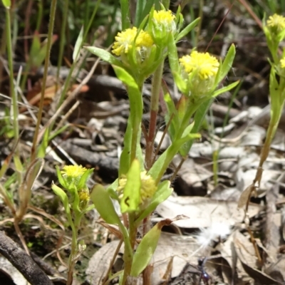 Triptilodiscus pygmaeus (Annual Daisy) at Mount Ainslie - 11 Nov 2021 by JanetRussell