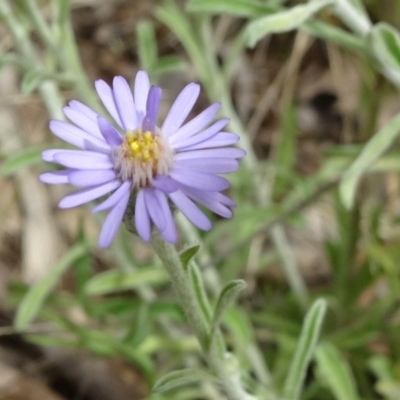 Vittadinia gracilis (New Holland Daisy) at Campbell, ACT - 11 Nov 2021 by JanetRussell