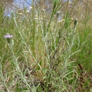 Vittadinia gracilis at Campbell, ACT - 11 Nov 2021 12:17 PM