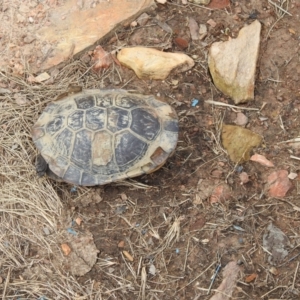 Chelodina longicollis at Carwoola, NSW - 18 Nov 2021