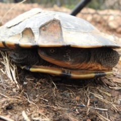 Chelodina longicollis at Carwoola, NSW - 18 Nov 2021