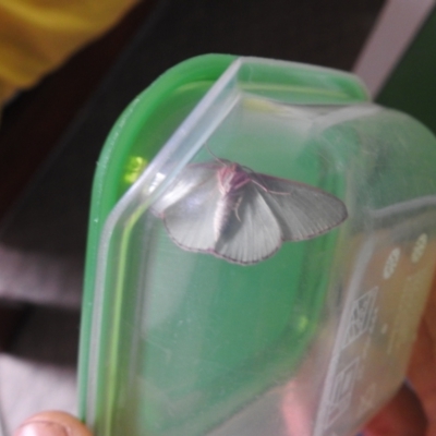 Chlorocoma vertumnaria (Red-fringed Emerald) at Carwoola, NSW - 18 Nov 2021 by Liam.m