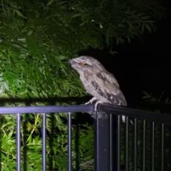 Podargus strigoides (Tawny Frogmouth) at Carwoola, NSW - 17 Nov 2021 by Liam.m