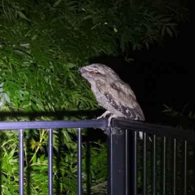 Podargus strigoides (Tawny Frogmouth) at QPRC LGA - 17 Nov 2021 by Liam.m