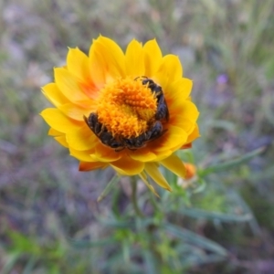 Lasioglossum (Chilalictus) lanarium at Carwoola, NSW - suppressed