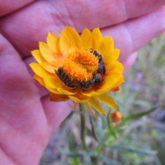 Lasioglossum (Chilalictus) lanarium at Carwoola, NSW - suppressed