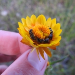 Lasioglossum (Chilalictus) lanarium at Carwoola, NSW - suppressed