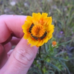 Lasioglossum (Chilalictus) lanarium at Carwoola, NSW - 17 Nov 2021