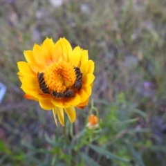 Lasioglossum (Chilalictus) lanarium at Carwoola, NSW - 17 Nov 2021