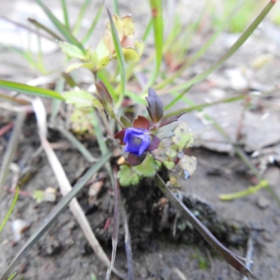 Veronica calycina (Hairy Speedwell) at Carwoola, NSW - 16 Nov 2021 by Liam.m
