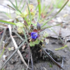 Veronica calycina (Hairy Speedwell) at Carwoola, NSW - 16 Nov 2021 by Liam.m