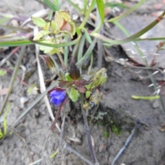 Veronica calycina at Carwoola, NSW - 16 Nov 2021