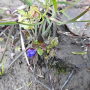 Veronica calycina at Carwoola, NSW - suppressed