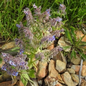 Borago officinalis at Carwoola, NSW - 16 Nov 2021