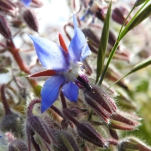 Borago officinalis at Carwoola, NSW - 16 Nov 2021