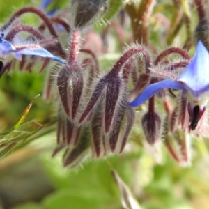 Borago officinalis at Carwoola, NSW - 16 Nov 2021