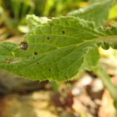 Borago officinalis at Carwoola, NSW - 16 Nov 2021