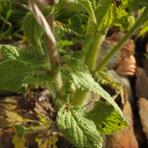 Borago officinalis at Carwoola, NSW - 16 Nov 2021