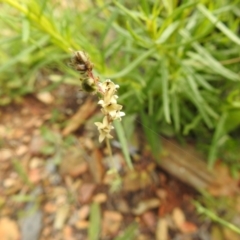 Linaria arvensis (Corn Toadflax) at Carwoola, NSW - 16 Nov 2021 by Liam.m