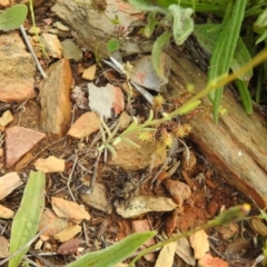 Linaria arvensis at Carwoola, NSW - 16 Nov 2021