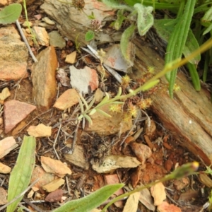 Linaria arvensis at Carwoola, NSW - 16 Nov 2021