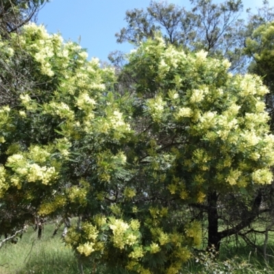 Acacia mearnsii (Black Wattle) at Mount Ainslie - 11 Nov 2021 by JanetRussell
