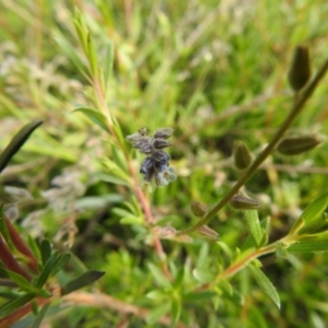 Myosotis discolor at Carwoola, NSW - suppressed