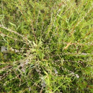 Myosotis discolor at Carwoola, NSW - suppressed