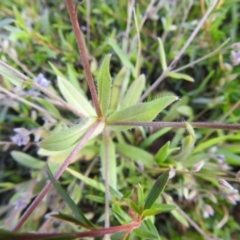 Myosotis discolor at Carwoola, NSW - suppressed