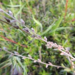 Myosotis discolor at Carwoola, NSW - suppressed