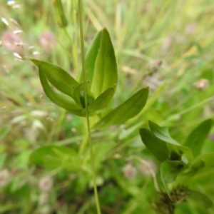 Centaurium sp. at Carwoola, NSW - 16 Nov 2021