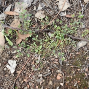 Einadia nutans subsp. nutans at Carwoola, NSW - suppressed