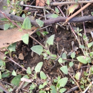 Einadia nutans subsp. nutans at Carwoola, NSW - suppressed