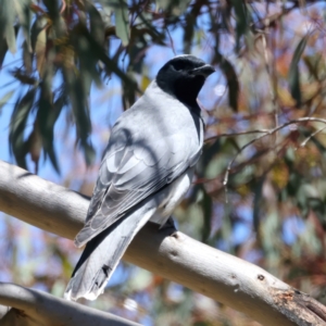 Coracina novaehollandiae at Stromlo, ACT - 16 Nov 2021