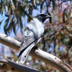 Coracina novaehollandiae at Stromlo, ACT - 16 Nov 2021