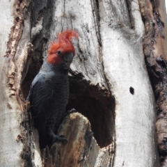 Callocephalon fimbriatum (Gang-gang Cockatoo) at ANBG - 19 Nov 2021 by HelenCross