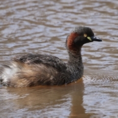 Tachybaptus novaehollandiae (Australasian Grebe) at Kama - 14 Nov 2021 by jbromilow50