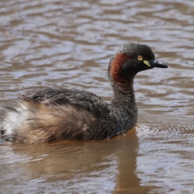 Tachybaptus novaehollandiae (Australasian Grebe) at Molonglo River Reserve - 14 Nov 2021 by jbromilow50