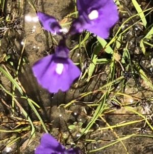 Utricularia dichotoma at Kambah, ACT - 17 Nov 2021