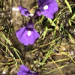 Utricularia dichotoma (Fairy Aprons, Purple Bladderwort) at Kambah, ACT - 17 Nov 2021 by Handke6