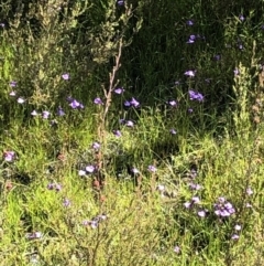 Utricularia dichotoma at Kambah, ACT - 17 Nov 2021