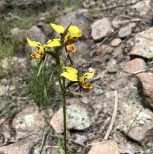 Diuris sulphurea at Kambah, ACT - 30 Oct 2021