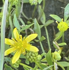 Ranunculus papulentus (Large River Buttercup) at Nicholls, ACT - 16 Nov 2021 by JaneR