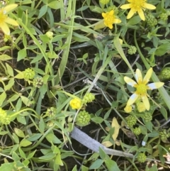 Ranunculus papulentus at Nicholls, ACT - 16 Nov 2021