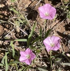 Convolvulus angustissimus subsp. angustissimus (Australian Bindweed) at Gungahlin Pond - 16 Nov 2021 by JaneR