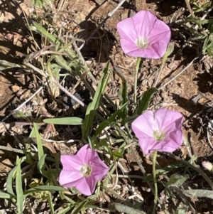 Convolvulus angustissimus subsp. angustissimus at Nicholls, ACT - 16 Nov 2021