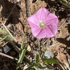 Convolvulus angustissimus subsp. angustissimus at Nicholls, ACT - 16 Nov 2021