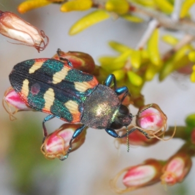 Castiarina sexplagiata (Jewel beetle) at Paddys River, ACT - 8 Nov 2021 by Harrisi