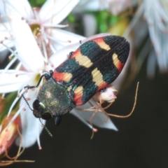 Castiarina sexplagiata at Paddys River, ACT - 8 Nov 2021