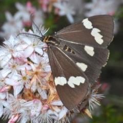 Nyctemera amicus (Senecio Moth, Magpie Moth, Cineraria Moth) at Black Mountain - 7 Nov 2021 by Harrisi